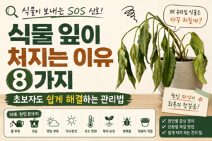 식물 잎이 처지는 이유 8가지와 초보자도 쉽게 해결하는 방법 7 식물잎 썸네일