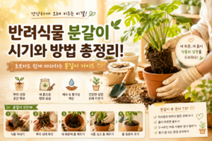 반려식물 분갈이 시기와 방법 총정리! 초보자도 쉽게 따라 하는 분갈이 가이드 8 분갈이총정리 썸네일